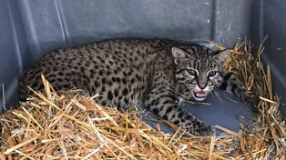 Liberaron dos ejemplares de gato montés en la provincia