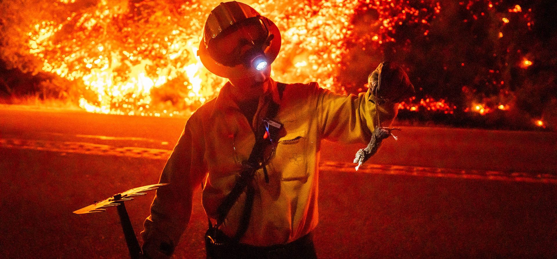 Un bombero traslada a un animal herido mientras el incendio de Plaskett avanza hacia la autopista 1 el viernes 28 de agosto de 2026 en Big Sur, California. (Foto AP/Ethan Swope)