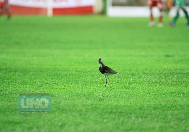 Dos teros sobrevolaron en el Mutio durante el partido. Foto UNO/Juan Ignacio Pereira