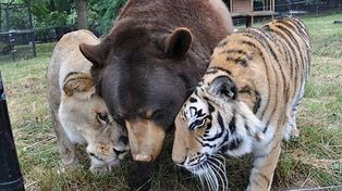 No es dibujo animado: un oso, un tigre y un león viven en cariñosa armonía