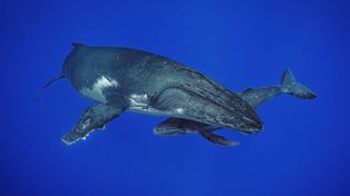 Estrenan una impactante serie sobre los secretos de las ballenas