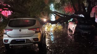El árbol cayó sobre dos vehículos, uno que estaba estacionado y el otro que estaba circulando.&nbsp;