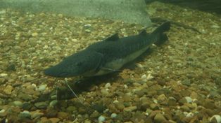 El gobierno de Santa Fe estableció la veda para la pesca del surubí