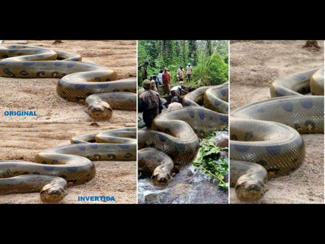 La anaconda más grande del mundo que no era tal