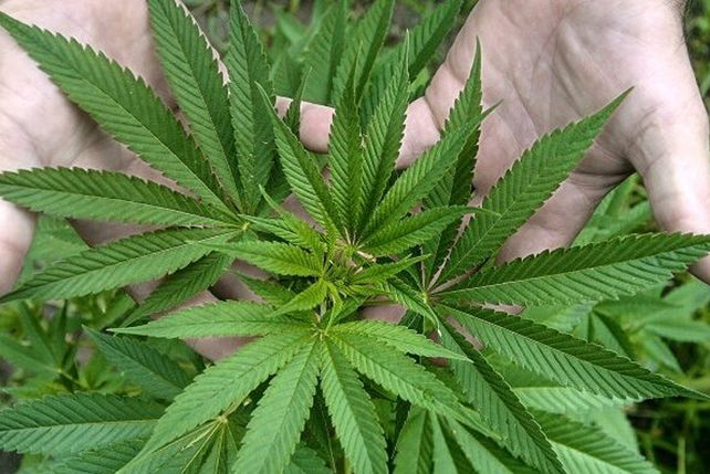 Dos miradas para polemizar sobre el uso de la marihuana