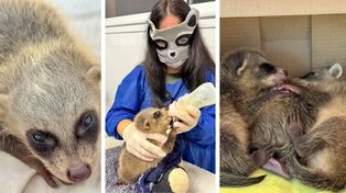 Centro de Conservación Aguará recibió tres crías huérfanas de aguará popé. Su madre había sido atropellada en una ruta de Corrientes&nbsp;