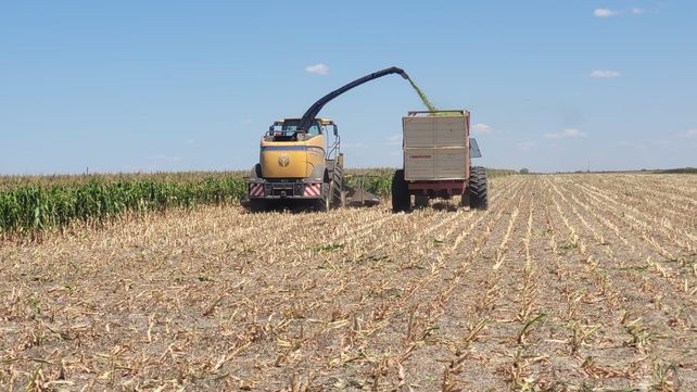 El área cultivada con maíz de primera en la provincia de Entre Ríos se ubica alrededor de 420.000 hectáreas.