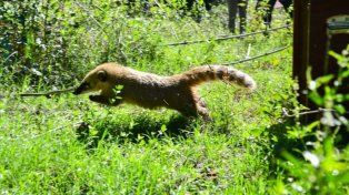 El Gobierno de Santa Fe consolida su política de conservación con acciones concretas de rescate, rehabilitación y reinserción de fauna