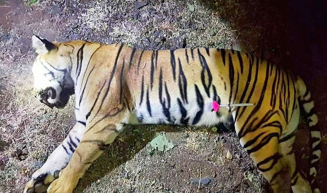 Muerta. La tigresa abatida. Antes se le tiró un dardo adormecedor.