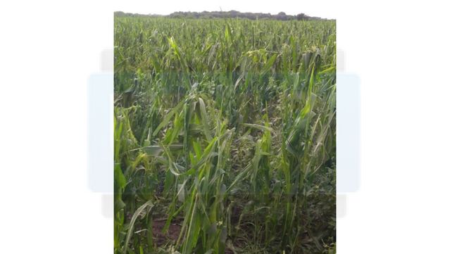 Granizo causó graves daños en Colonia Merou e inmediaciones