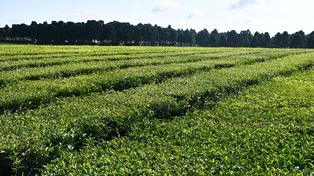 El té argentino se posiciona en el mercado mundial