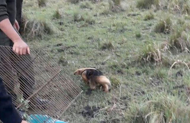 Imagen del animal rescatado en la localidad de Florencia.
