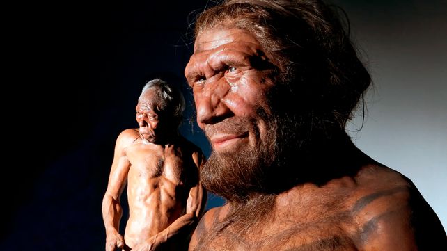 Un&nbsp;Homo Sapiens y un Neandertal en el Museo de Historia Natural de Londres (nhmimages.com)