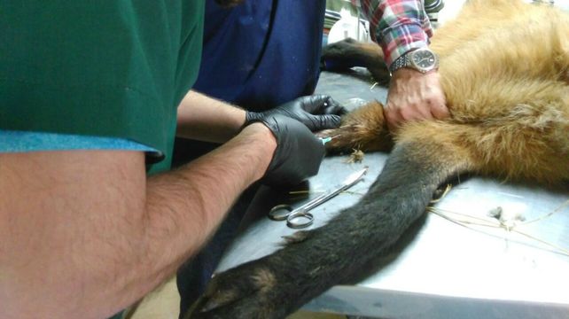 Rescataron un aguará guazú en la zona de Constituyentes