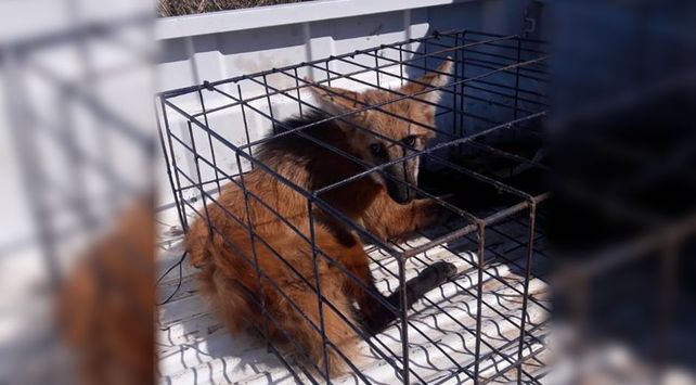 Luego de ser resguardado fue dejado en libertad.