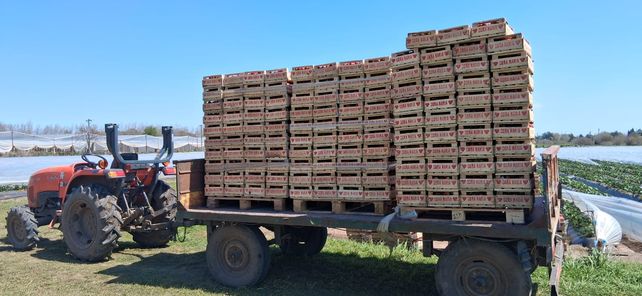 En tierra de soja y maíz, encontraron un negocio con las frutillas