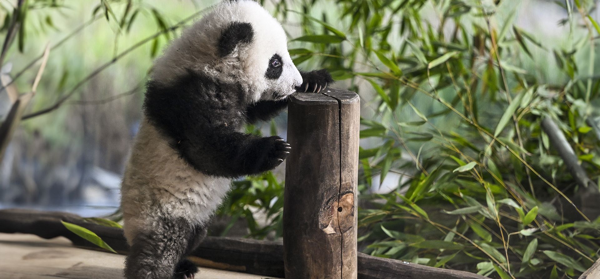 Un oso panda es retratado en el Zoológico de Berlín, el viernes 1 de enero. 24 de octubre de 2025. (Jens Kline/dpa vía AAP) Un oso panda es retratado en el Zoológico de Berlín, el viernes 1 de enero. 24 de octubre de 2025. (Jens Kline/dpa vía AAP)