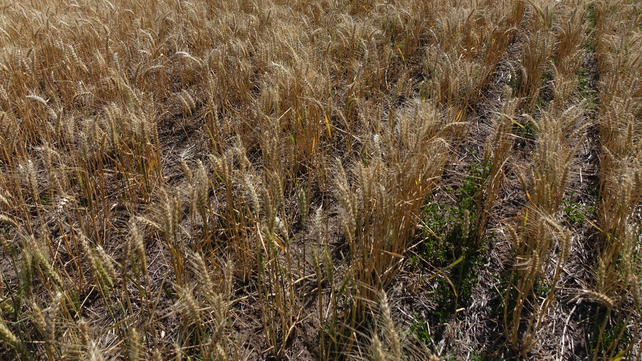 La falta de lluvias genera fuertes pérdidas en el campo.&nbsp;