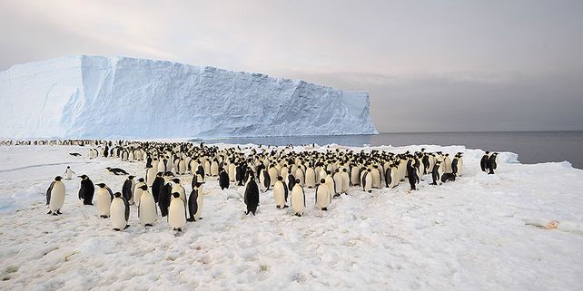 Los investigadores alertan del riesgo de que los pingüinos desaparezcan completamente del Cabo Denison en los próximos 20 años.