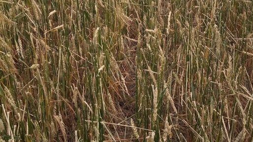 Suelos húmedos y temperaturas adecuadas para la siembra de invierno