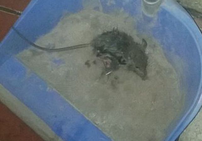 Trabajan para erradicar roedores en el complejo educativo Almirante Brown