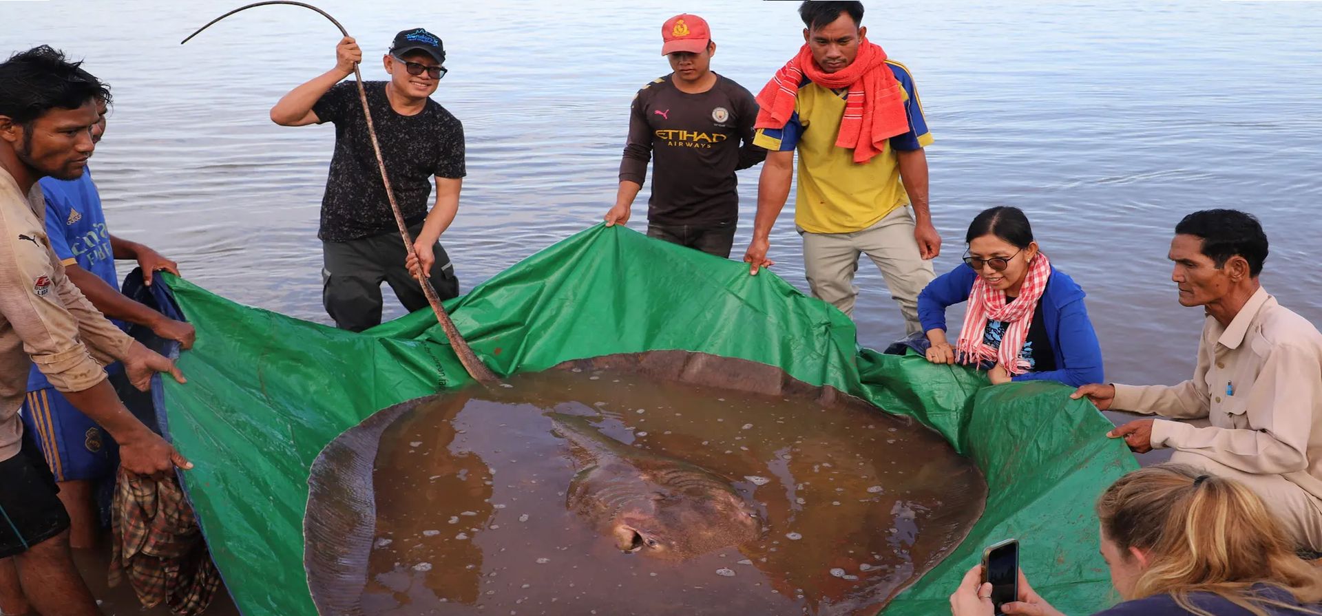 Una hembra de raya gigante de agua dulce, que pesa 181 kg y mide 3,96 m de largo, es liberada después de que fue capturada por pescadores en el río Mekong, Stung Treng, Camboya. Fotografía: Chhut Chheana/Maravillas del Mekong/AFP/Getty Images
