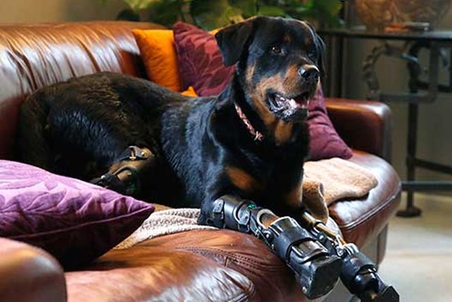 La historia de vida del rottwailer que perdió las cuatro patas y volvió a caminar