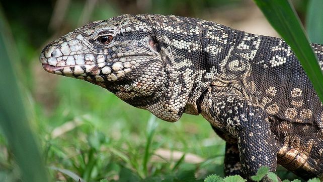 Encontraron un lagarto overo en una casa en la ciudad