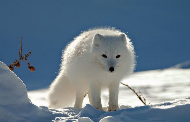 Un zorro polar se hace el muerto para poder escapar de un grupo de cazadores