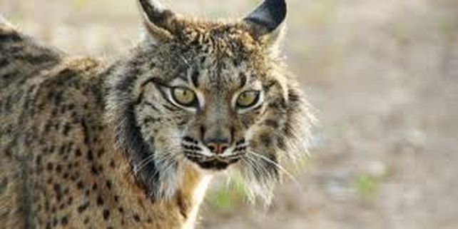 Alerta, Tierra: unas 5,200 especies están en peligro de extinción