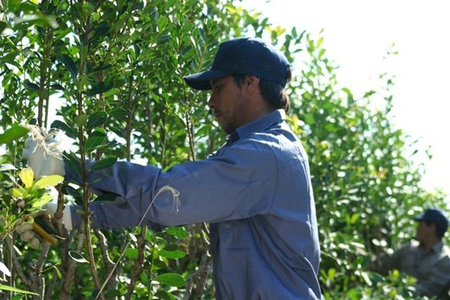 La producción de yerba mate se encuentra atomizada
