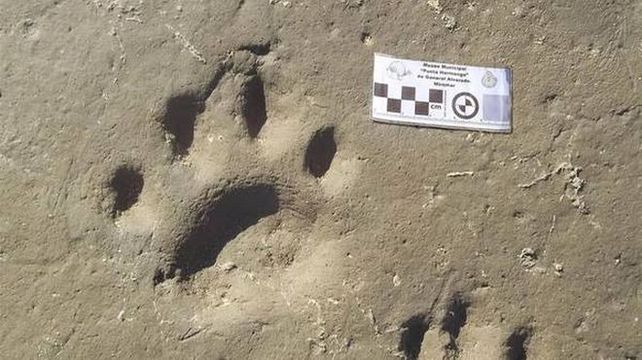 Sorprendente. Los vestigios datan de hace unos 100 mil años.
