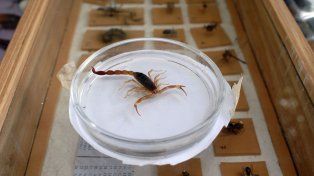 En lo que va de 2025 se registraron 226 casos de picaduras de alacranes y escorpiones en la provincia de Entre Ríos. Salud recuerda medidas de prevención&nbsp;