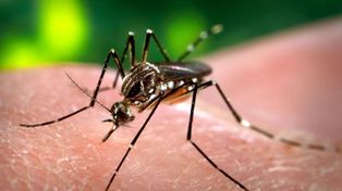 Confirman un caso positivo de dengue en la ciudad de Santa Fe y tres en análisis