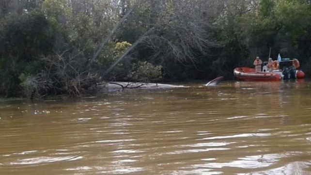 Hallan muerta a una ballena en aguas del río Paraná