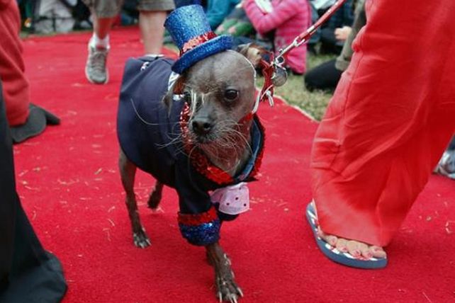 Mugly es declarado el perro más feo del mundo