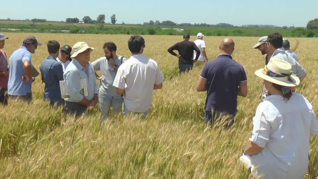 Preocupa la deficiencia de potasio en campos de la región centro