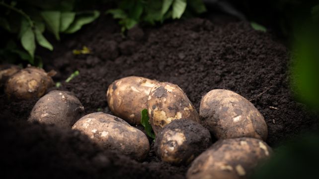 Del origen a la mesa: McDonalds cuenta el origen de sus vegetales más frescos