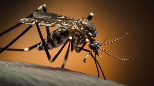 Entre Ríos reportó 1.031 casos de dengue en la última semana