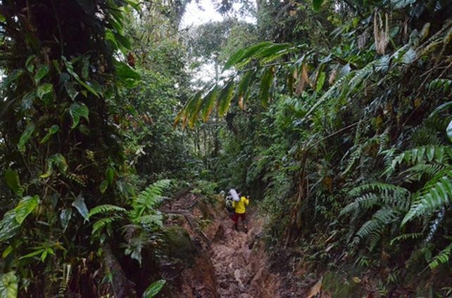 camino andaquí. Colombia ocupa el segundo lugar en biodiversidad.