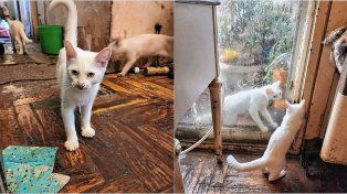 Atroz: una mujer juntaba gatos