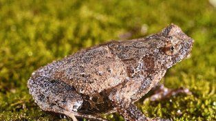 Descubren en China una nueva especie de sapo cornudo