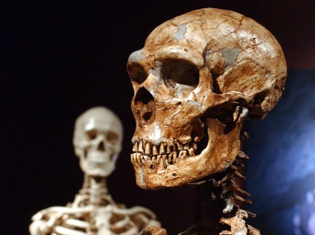 Un esqueleto de Neanderthal. Detrás
