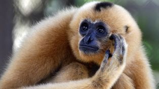 Hallan en Camboya grandes colonias de especies de monos amenazadas