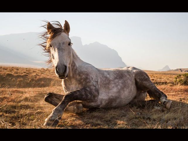 Las fotografías premiadas de National Geographic