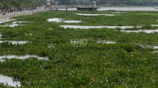Qué traen los camalotes que llegan a las costas de Santa Fe en plena crecida del Paraná