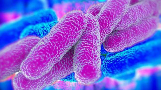 Neumonía bilateral: qué es la legionella y cómo se esparció