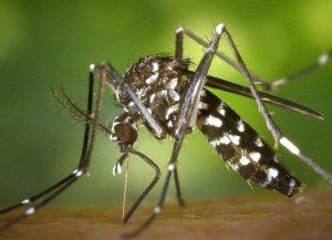 Confirmaron la primera muerte por dengue en Santa Fe y advirtieron por un aumento en los casos