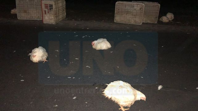 Camión que trasladaba pollos volcó en la Ruta 12: el chofer fue hospitalizado