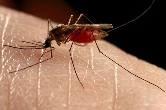 Así te pican los mosquitos